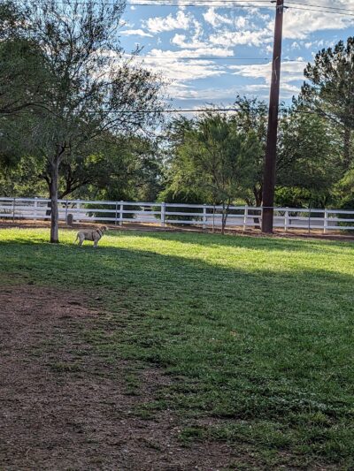 Quail Creek Dog Park - Green Valley, AZ