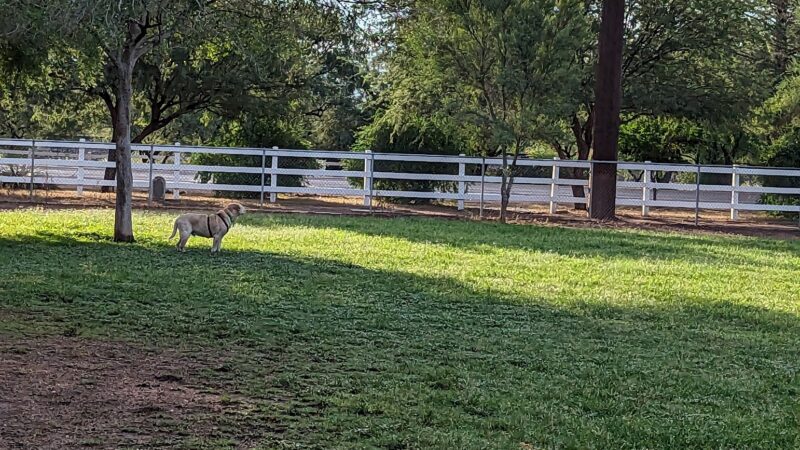 Quail Creek Dog Park - Green Valley, AZ