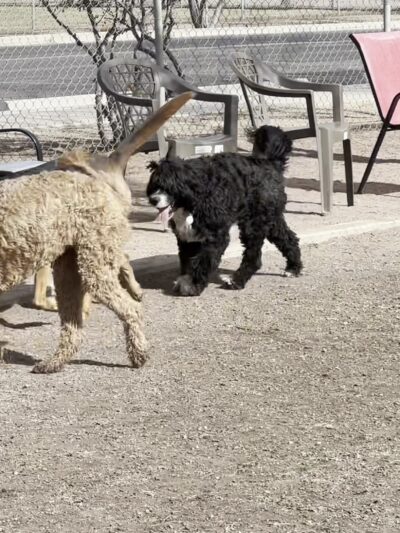 Quail Creek Dog Park - Green Valley, AZ