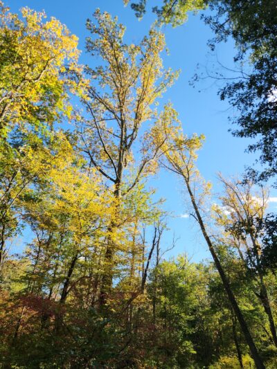 Loantaka Trail Access - Green Village, NJ