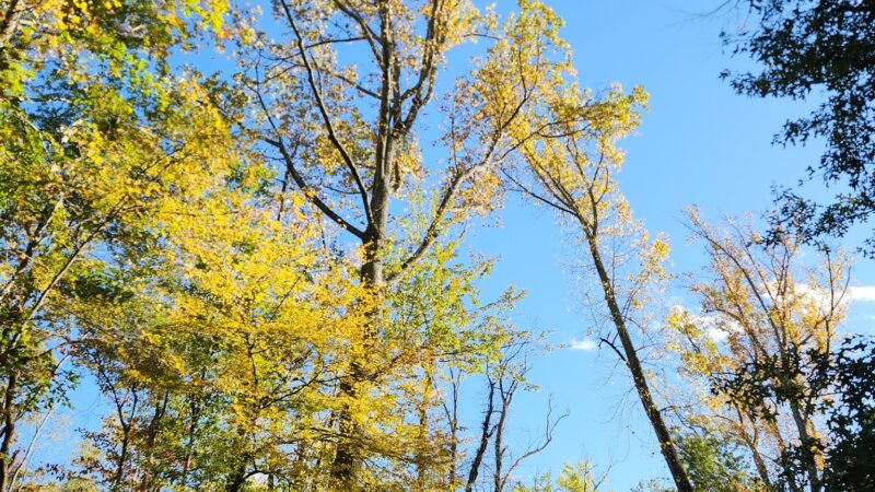 Loantaka Trail Access - Green Village, NJ