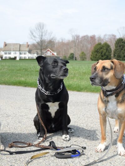 Lucky Dog Pack Walks - Green Village, NJ