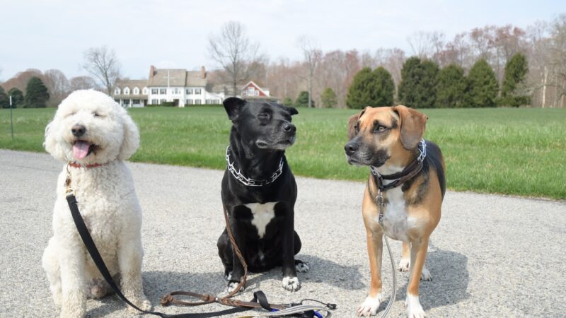 Lucky Dog Pack Walks - Green Village, NJ