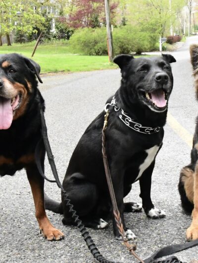 Lucky Dog Pack Walks - Green Village, NJ