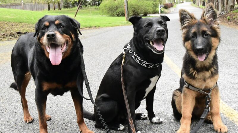Lucky Dog Pack Walks - Green Village, NJ