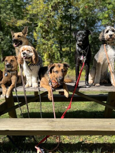 Lucky Dog Pack Walks - Green Village, NJ