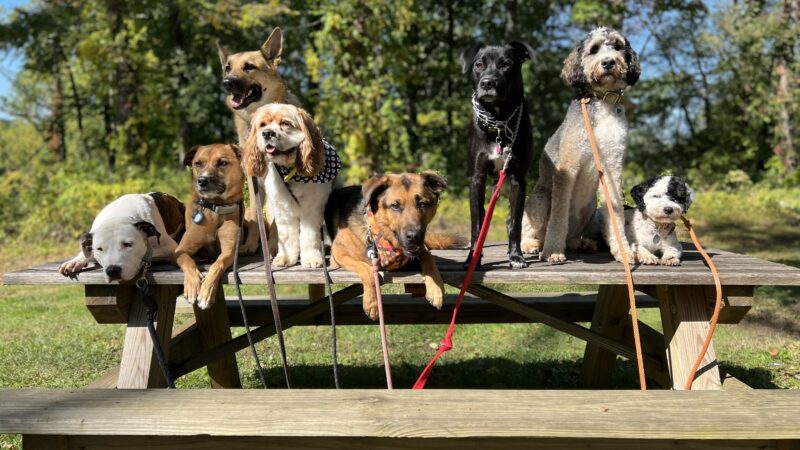 Lucky Dog Pack Walks - Green Village, NJ