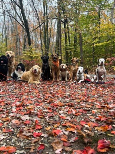 Lucky Dog Pack Walks - Green Village, NJ