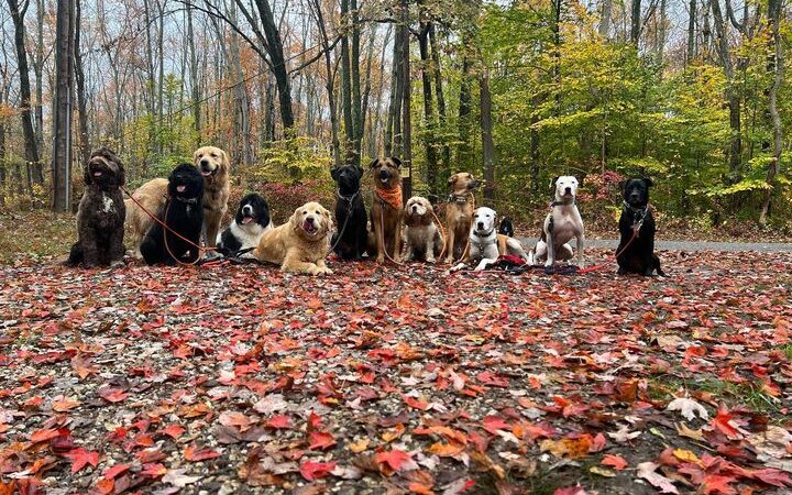 Lucky Dog Pack Walks - Green Village, NJ