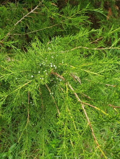 Brown Bark Park - Greensboro, NC