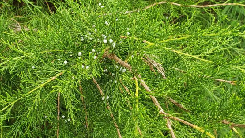 Brown Bark Park - Greensboro, NC