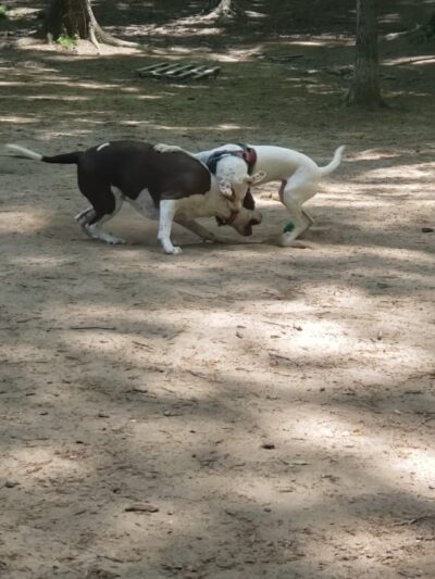 Griffin Dog Park - Greensboro, NC