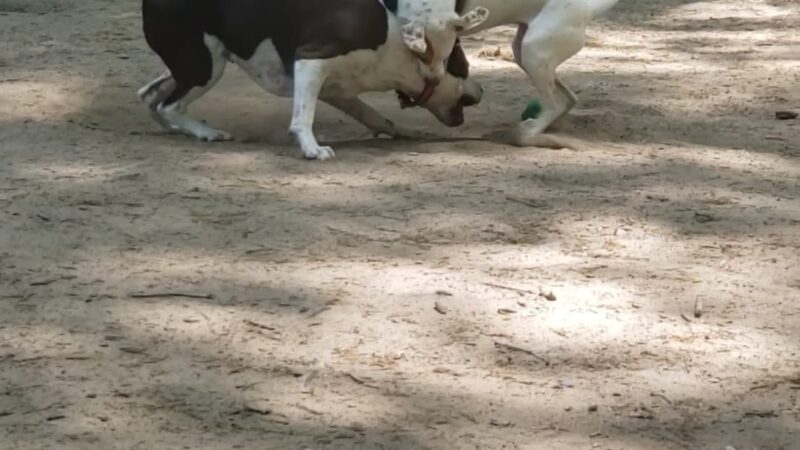 Griffin Dog Park - Greensboro, NC