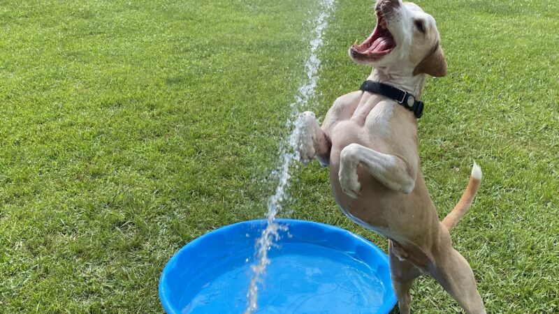Private Dog Playground by Appointment ONLY - Greensboro, NC