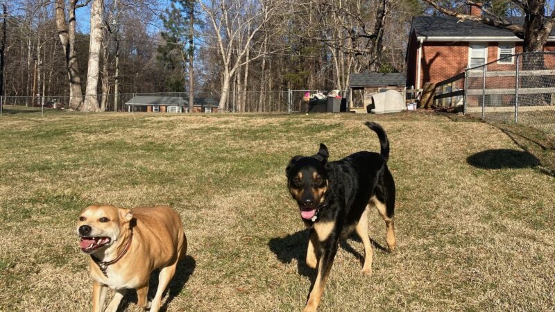 Private Dog Playground by Appointment ONLY - Greensboro, NC