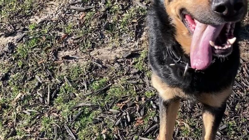 Private Dog Playground by Appointment ONLY - Greensboro, NC