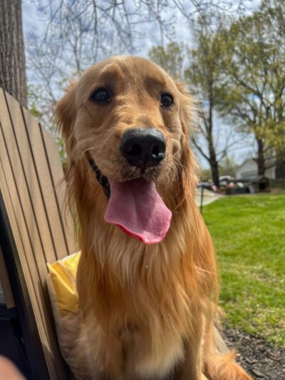 Private Dog Playground by Appointment ONLY - Greensboro, NC