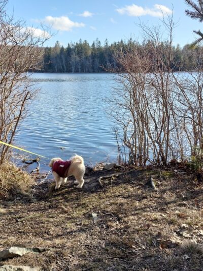 Conservation Island Trail - Greentown, PA