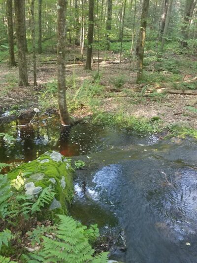 Ledgedale Natural Area - Greentown, PA
