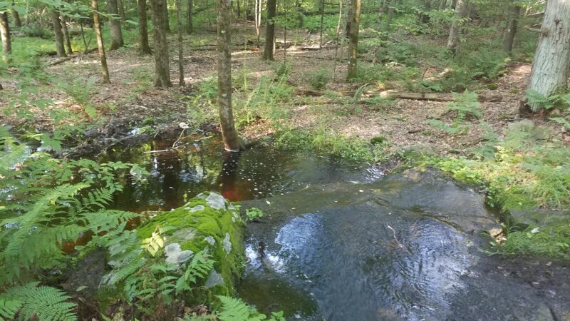 Ledgedale Natural Area - Greentown, PA