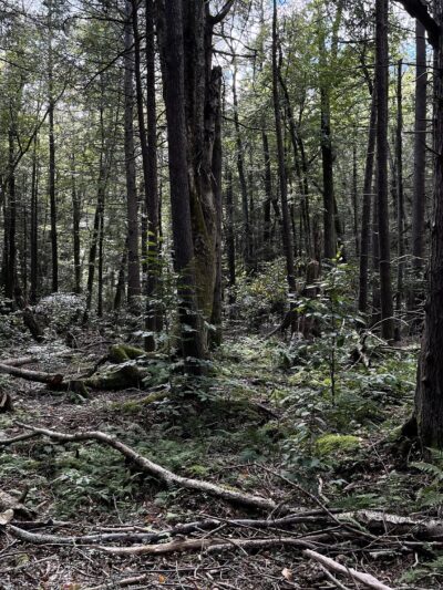 Ledgedale Natural Area - Greentown, PA