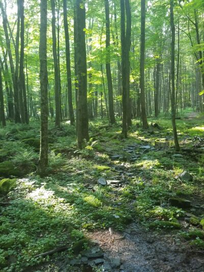 Ledgedale Natural Area - Greentown, PA
