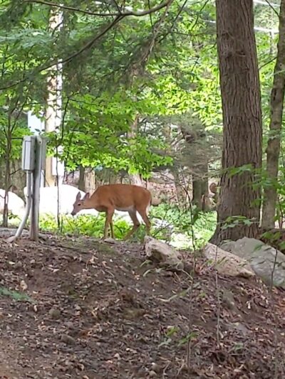 Ledgedale Natural Area - Greentown, PA