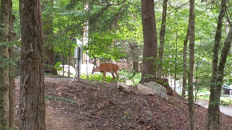 Ledgedale Natural Area - Greentown, PA