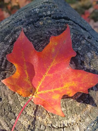 Deerfield Park - Greenville, RI