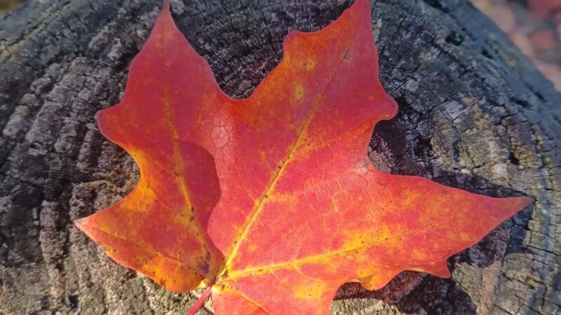 Deerfield Park - Greenville, RI