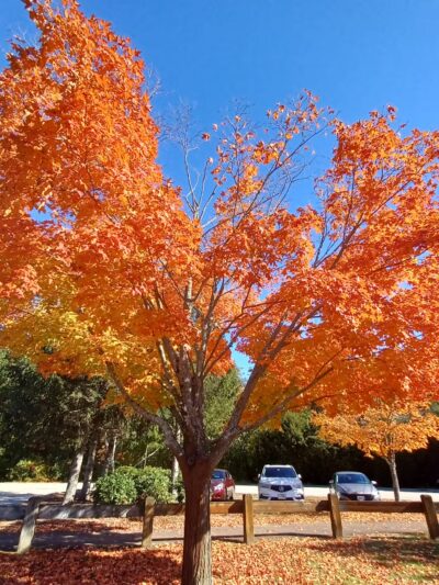 Deerfield Park - Greenville, RI