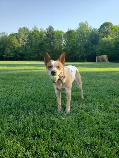 Deerfield Park - Greenville, RI