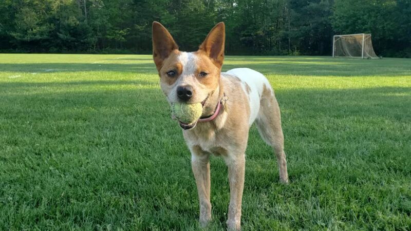 Deerfield Park - Greenville, RI