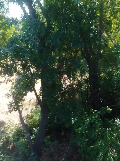 Betts Park - Greenville, TX