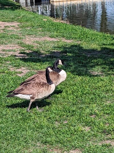 Graham Park - Greenville, TX