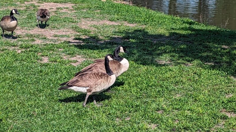 Graham Park - Greenville, TX