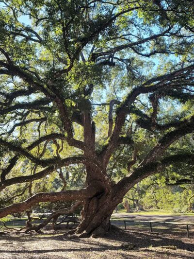 Greenwell Springs Park - Greenwell Springs, LA