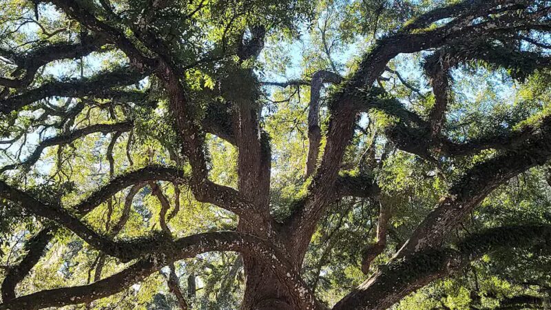 Greenwell Springs Park - Greenwell Springs, LA