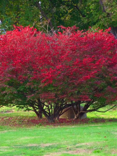 Bruce Park - Greenwich, CT