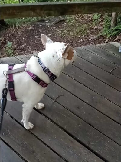 Dionondahowa Falls Trail Head - Greenwich, NY