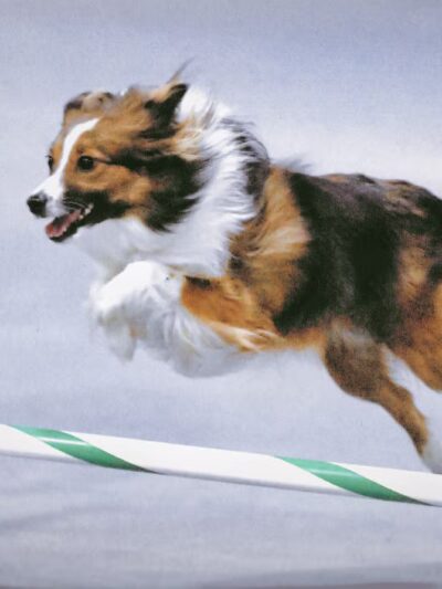 High Goal Farm, LLC - Greenwich, NY