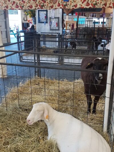 Washington County Fair, Inc. - Greenwich, NY