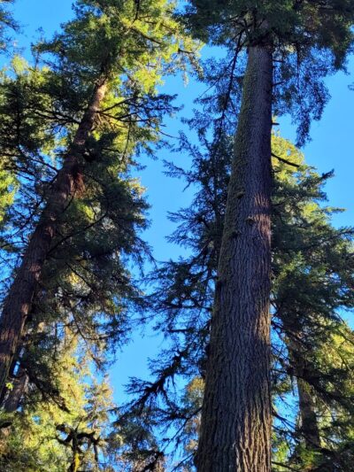 Ancient forest trail - Gresham, OR