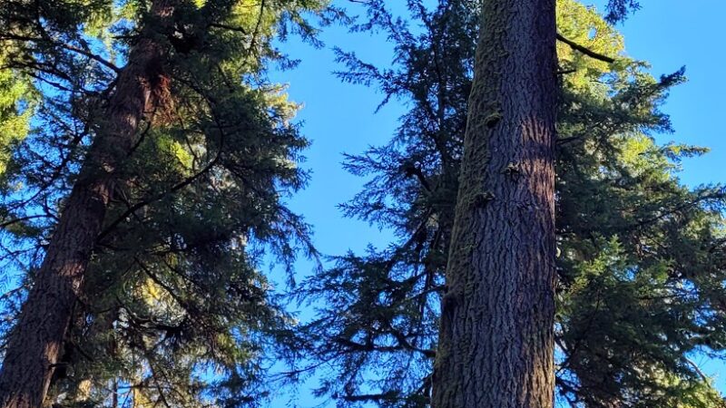 Ancient forest trail - Gresham, OR