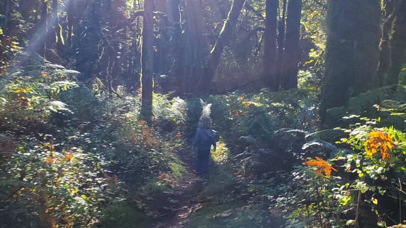 Ancient forest trail - Gresham, OR