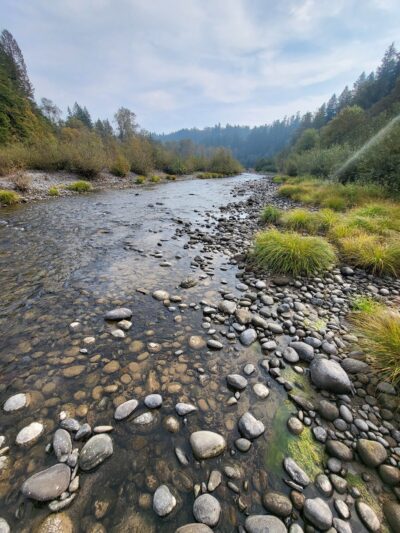 Ancient forest trail - Gresham, OR
