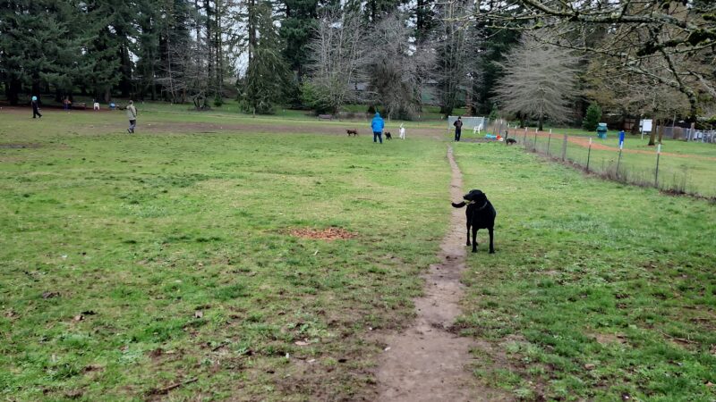 Fenced Off-Leash Dog Park - Gresham, OR
