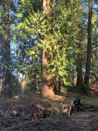 Ironwood Park - Gresham, OR
