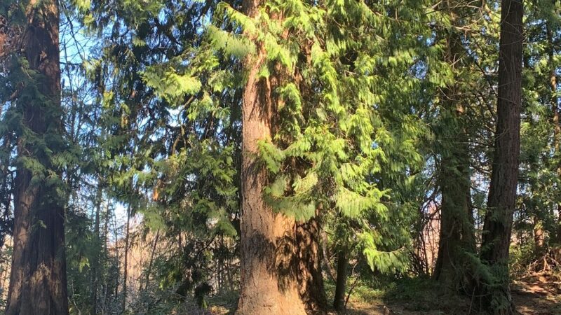Ironwood Park - Gresham, OR