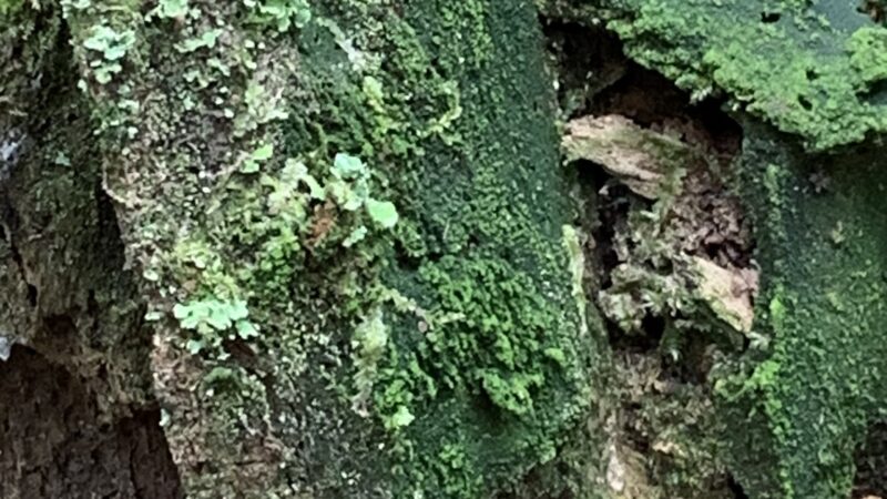 Ironwood Park - Gresham, OR